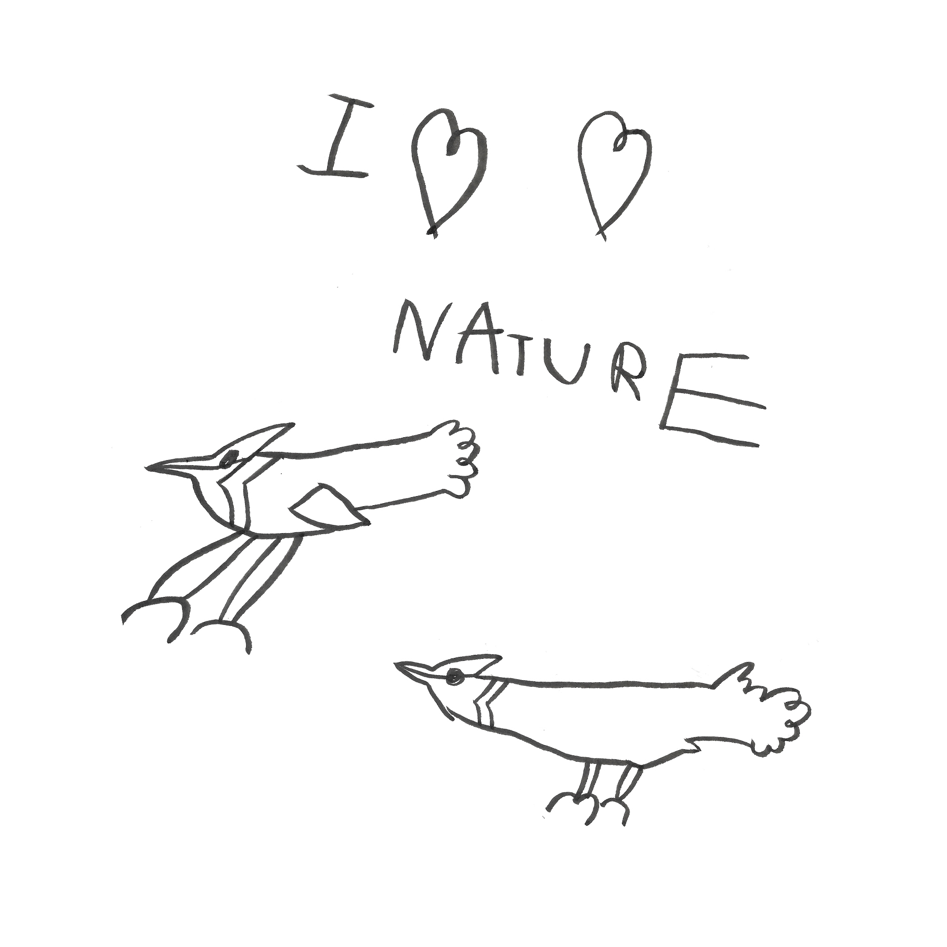 Bird Sketches