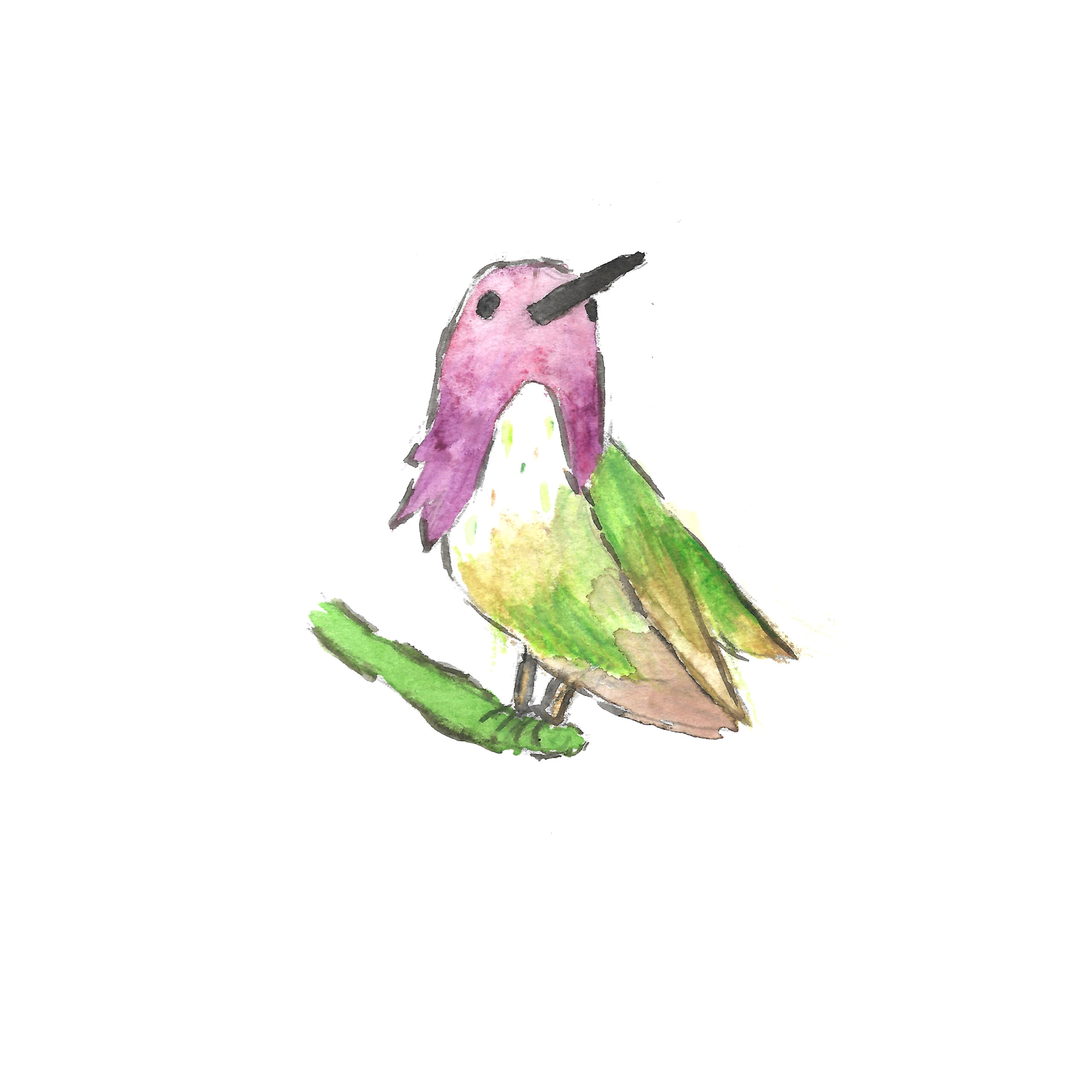 Hummingbird Watercolor