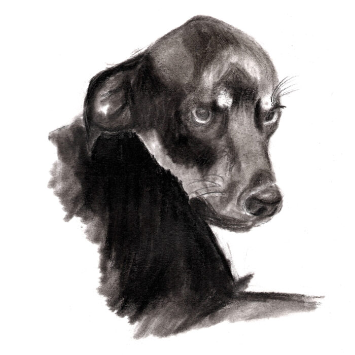 Illustrations II